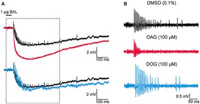 The Diacylglycerol Analogs OAG and DOG Differentially Affect Primary Events of Pheromone Transduction in the Hawkmoth Manduca sexta in a Zeitgebertime-Dependent Manner Apparently Targeting TRP Channels